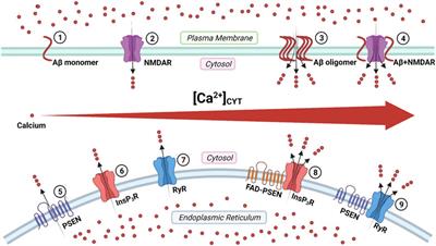 Calcium Signaling Regulated by Cellular Membrane Systems and Calcium Homeostasis Perturbed in Alzheimer’s Disease